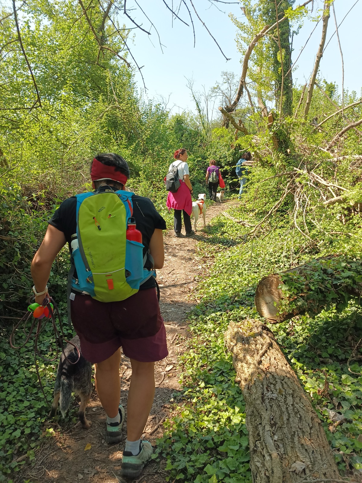 Escursione nel bosco con i cani del Branco