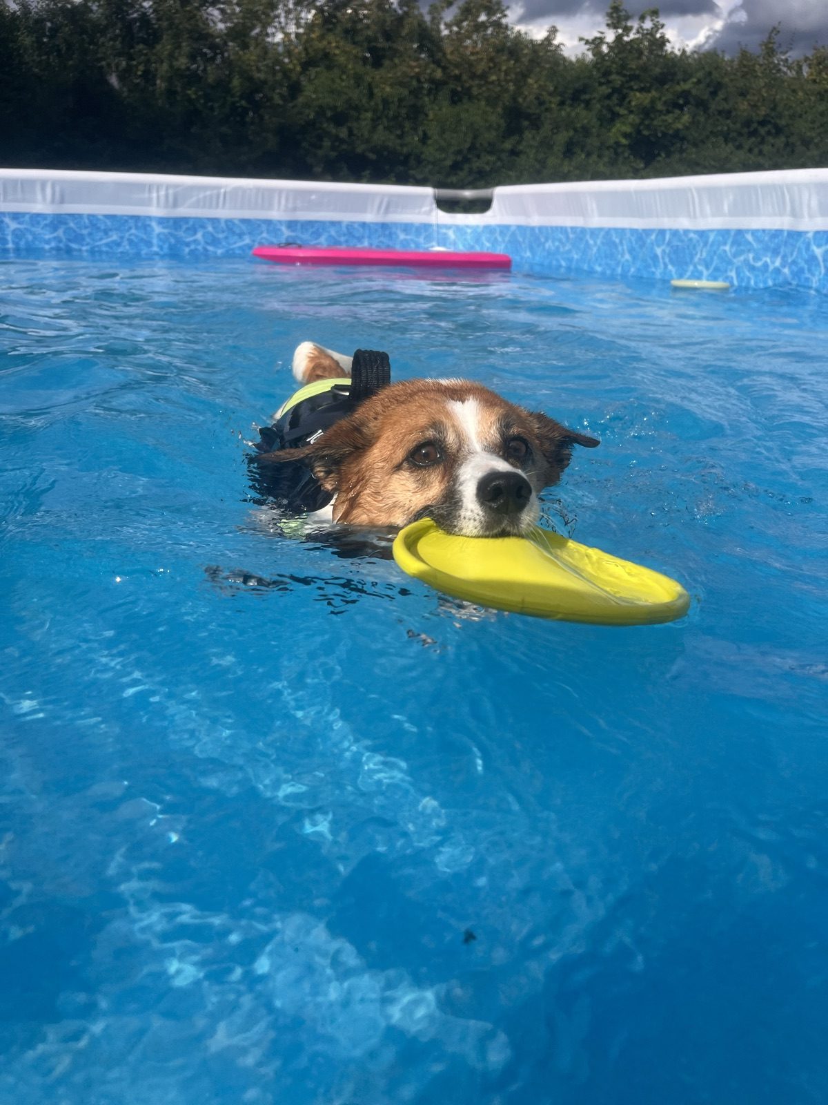 Cane che nuota in piscina con il riportello