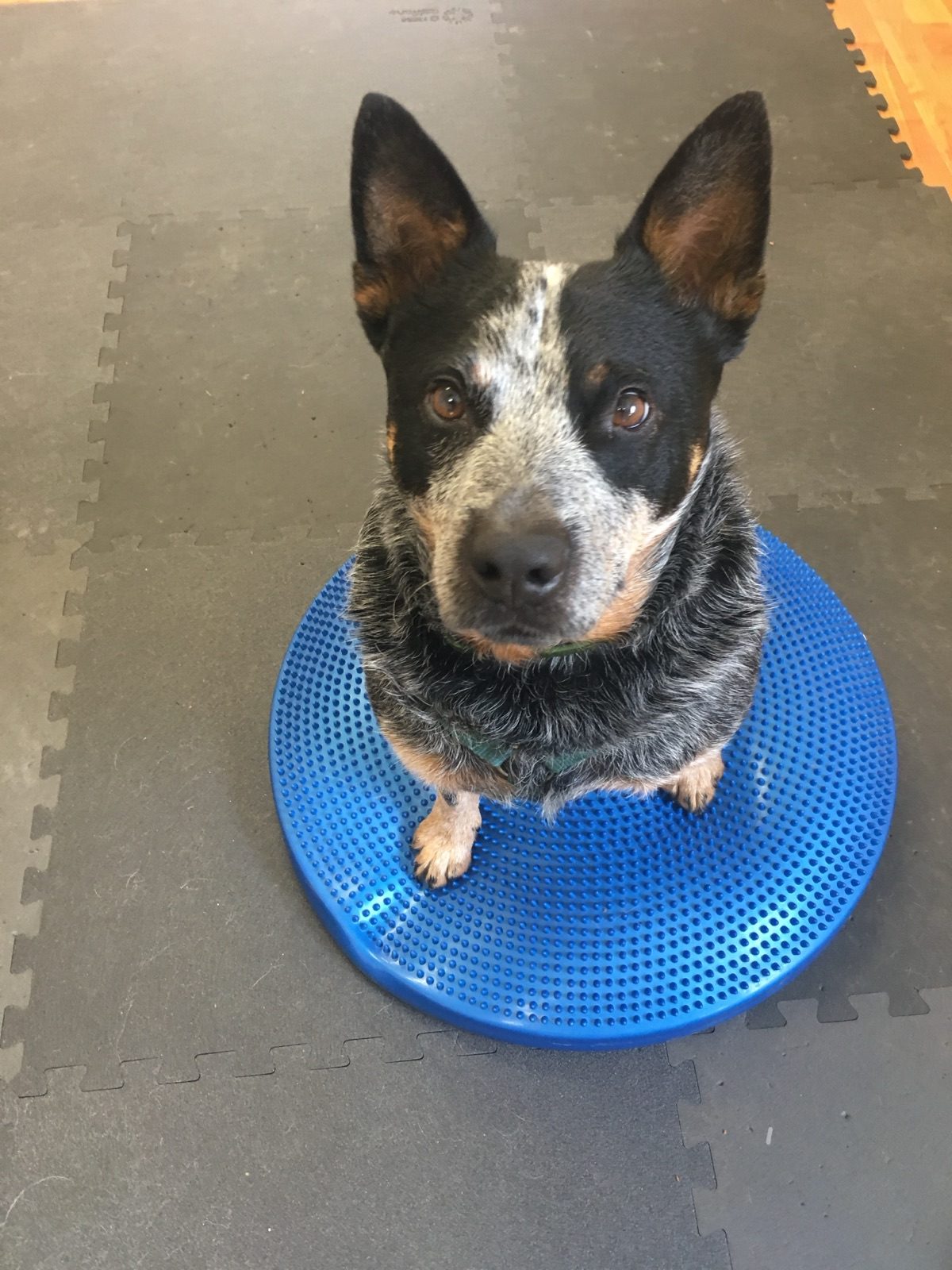 Cane in equilibrio su un disco propriocettivo in palestra