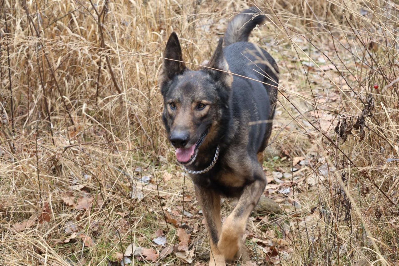 Cane al lavoro durante un esercizio di ricerca olfattiva