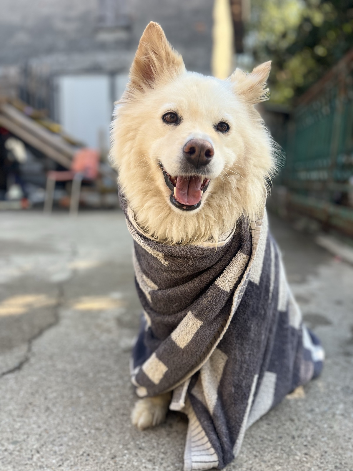 Cane sorridente avvolto in un asciugamano dopo la piscina