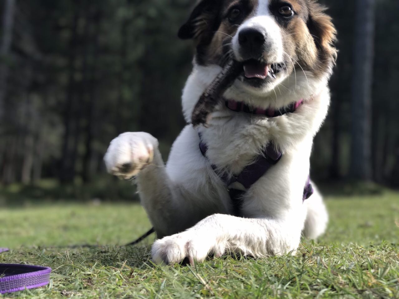 Cane che dà la zampa sul prato durante un percorso educativo