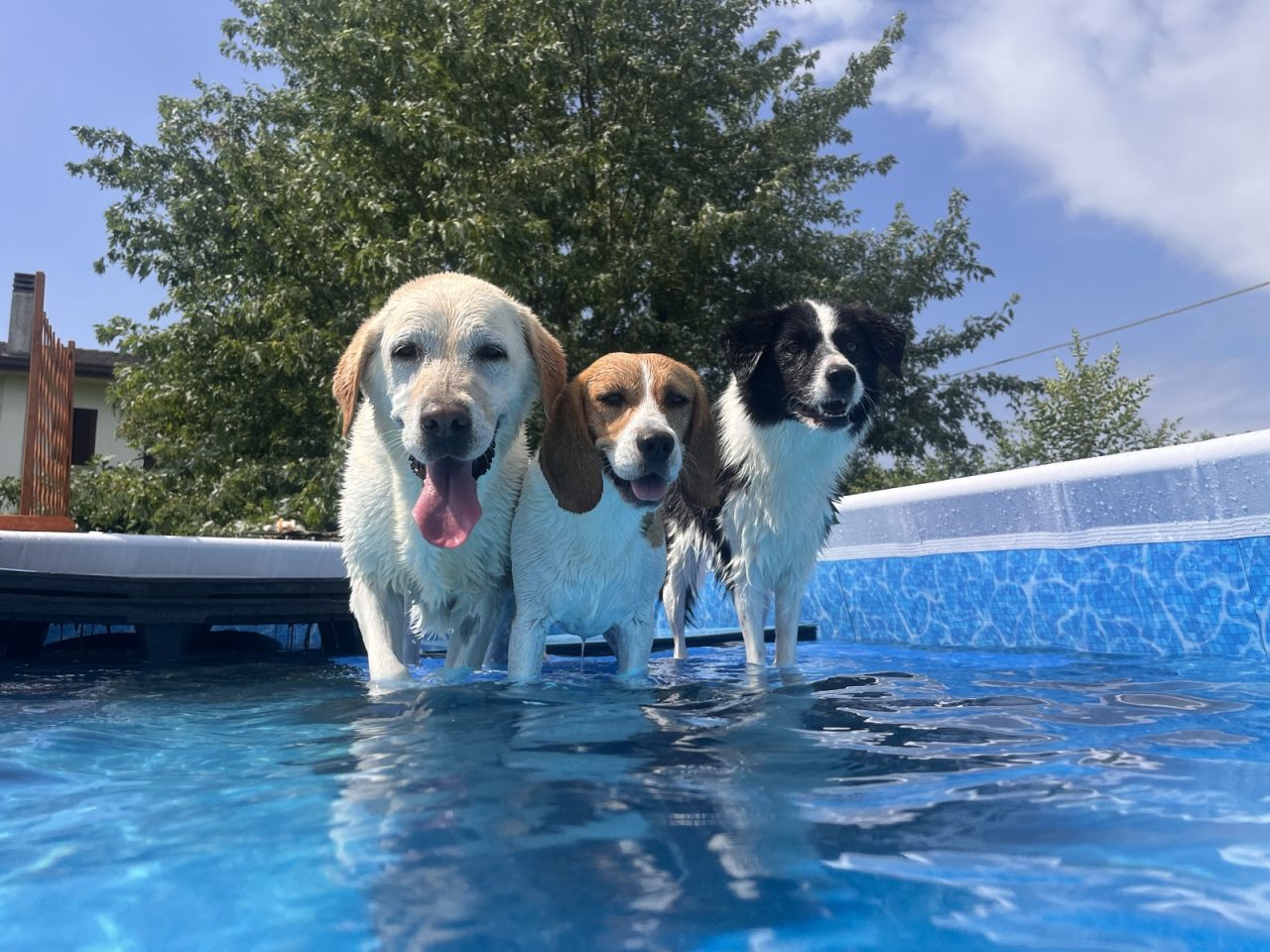 Tre cani sorridenti in piscina durante le attività natatorie del Branco a Montebelluna