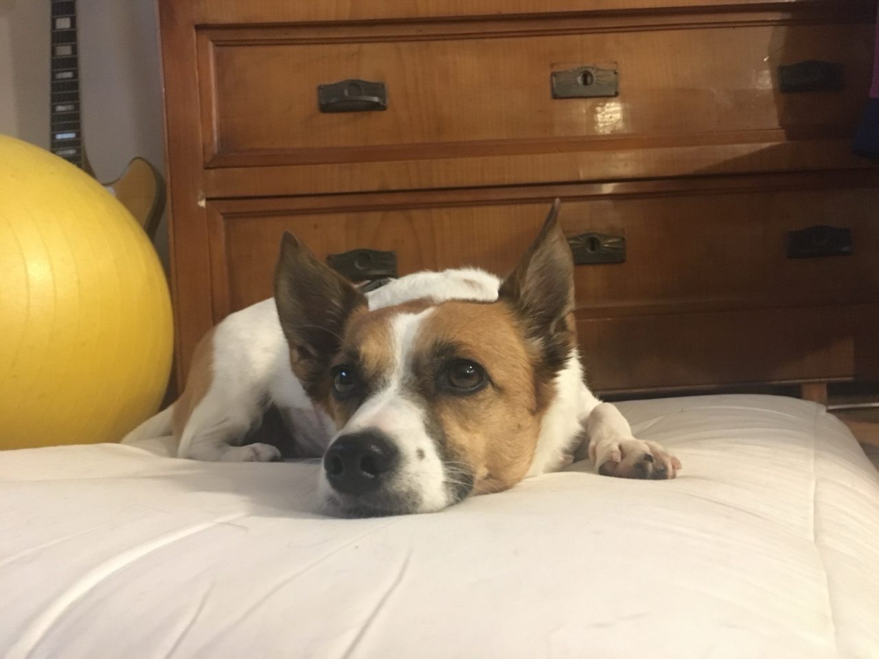Cane tranquillo a riposo a casa