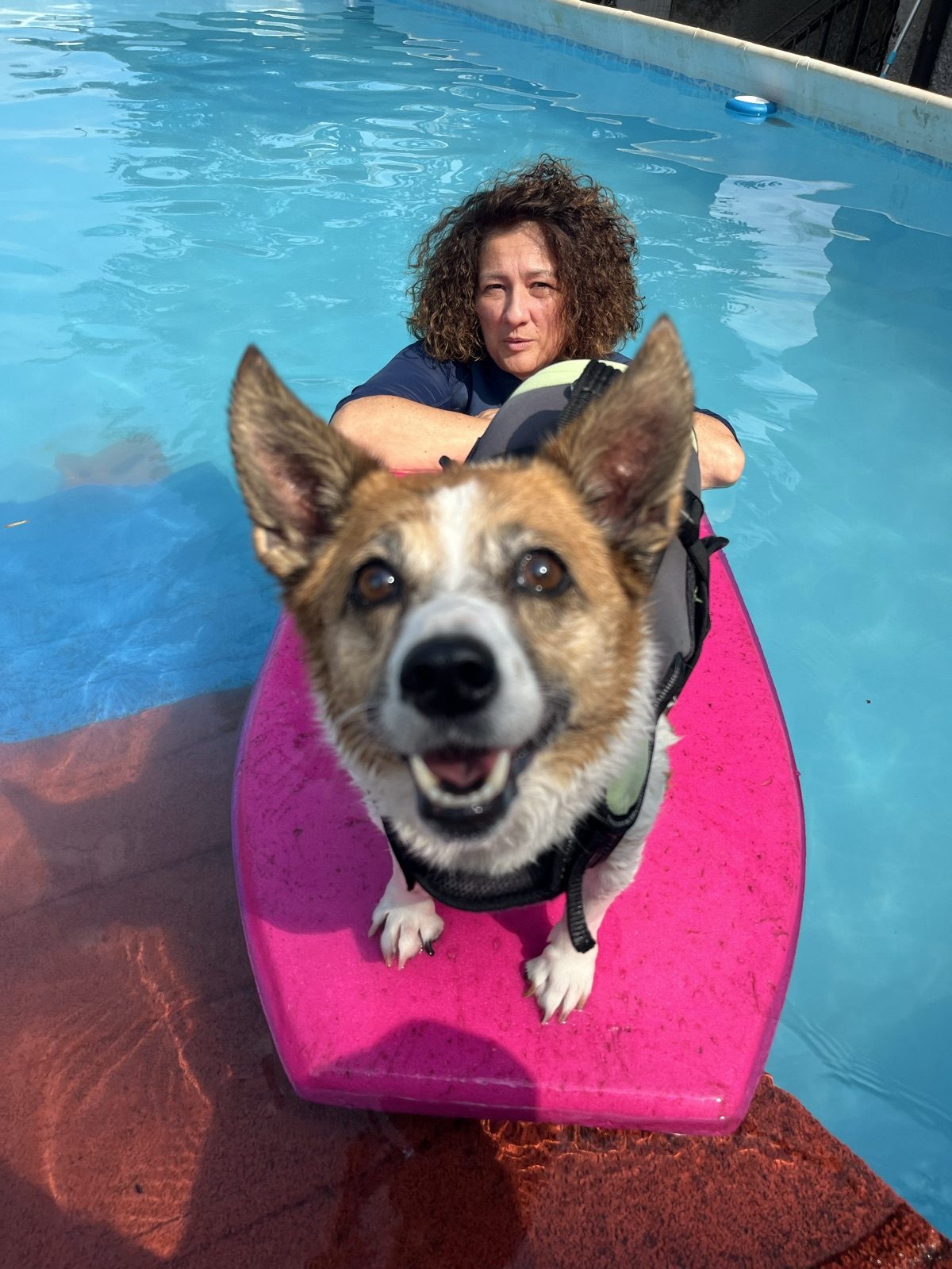 Cane su una tavola in piscina con la sua proprietaria
